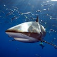 A silky shark swims past offshore of Oahu