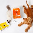 French pet food producer Tomojo specializes in insect-based foot for cats and dogs, and is working to add new products to its portfolio.