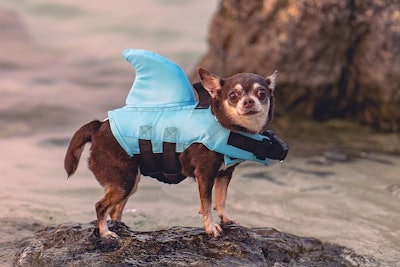 Little dog wearing shark shape swimming suit for safe swimming, standing in the sea.