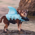 Little dog wearing shark shape swimming suit for safe swimming, standing in the sea.