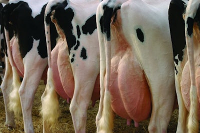 Dry cows are more susceptible to mastitis, so proper management and immune-boosting nutrition are essential to prevention. (Grafissimo | iStock.com)