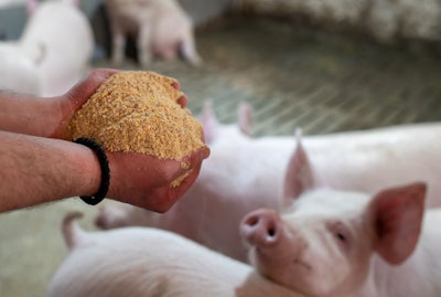 Pig producers face soaring grain and feed costs, as well as increasing costs for other inputs. (budabar | BigStock.com)