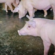 Many Small White Pigs Are On The Farmers Farm.