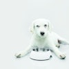 Dog-with-empty-food-bowl
