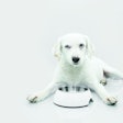 Dog-with-empty-food-bowl