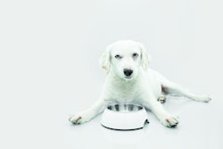 Dog-with-empty-food-bowl