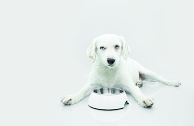 Dog-with-empty-food-bowl