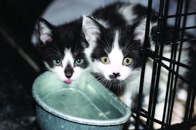 Kittens In Shelter Cage
