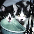 Kittens In Shelter Cage
