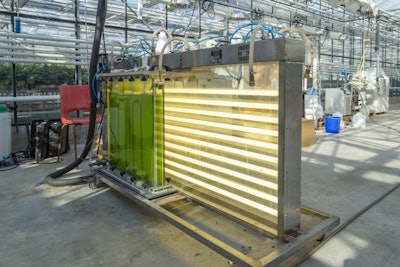 Microalgae can be cultivated in photo-bioreactors (PBRs) or open ponds and fed on wastewater — including sewage. (Hilda Weges | BigStock.com)