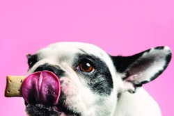 Dog-getting-treat