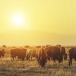 American Bison Herd on the Sunny Colorado Prairie. American Wildlife Theme.