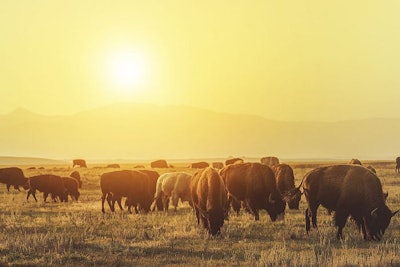 American Bison Herd on the Sunny Colorado Prairie. American Wildlife Theme.