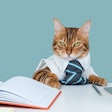 Bengal cat is a business entrepreneur. Cat in a tie. Fluffy boss in the office