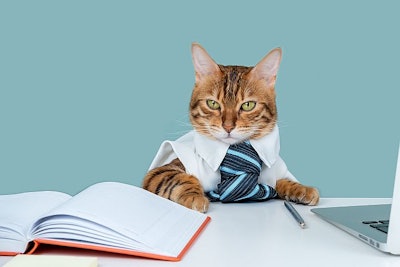 Bengal cat is a business entrepreneur. Cat in a tie. Fluffy boss in the office