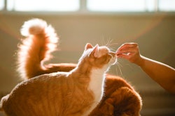 Cat Getting Treat