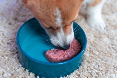 Hungry Welsh corgi Pembroke or cardigan dog eats special diet meat paste or raw minced meat from a ceramic bowl, top view, close up. Advertising of special veterinary food for certain breeds