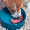 Hungry Welsh corgi Pembroke or cardigan dog eats special diet meat paste or raw minced meat from a ceramic bowl, top view, close up. Advertising of special veterinary food for certain breeds