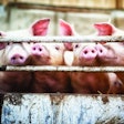 Happy pigs living on organic ecological farm in Denmark..