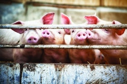Happy pigs living on organic ecological farm in Denmark..