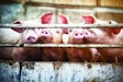 Happy pigs living on organic ecological farm in Denmark..