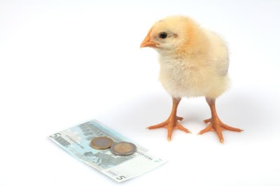 Cute baby chick looking at a euro note