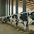 Dairy Cow Looks At The Camera While Other Cows Are Eating Hay In