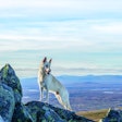 Dog Climbing Mountain