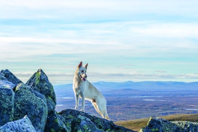 Dog Climbing Mountain