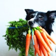 Dog with bunch of carrots in mouth. Cute black and white border collie with vegetable.
