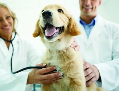 Closeup low angle shot of male and female vets examining Golden retreiever puppy with a stethoscope. The dog is completely healthy and happy.