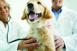Closeup low angle shot of male and female vets examining Golden retreiever puppy with a stethoscope. The dog is completely healthy and happy.
