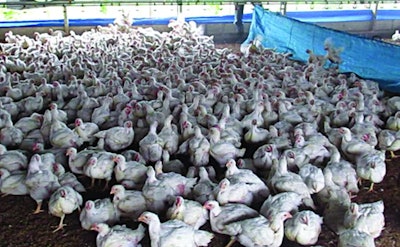 Birds must be kept calm when being grouped together if they are not to harm each other. Eduardo Cervantes López.