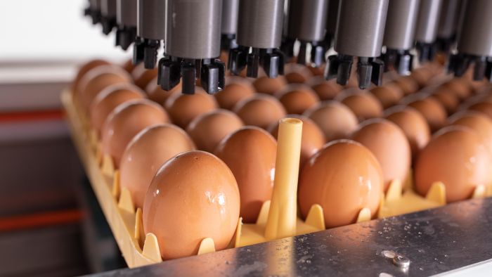 The Zoetis Poulvac Procerta HVT-IBD-ND vaccine is being administered in ovo in the hatchery. (Courtesy Zoetis)