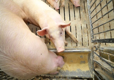 Breeding pigs may be infected by heavily contaminated dry feed as they eat large meals. (ChiccoDodiFC | BigStock.com)