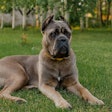 Portrait of an italian cane corso, color formentino. On the green lawn. Strong, powerful dog.