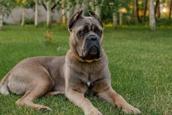 Portrait of an italian cane corso, color formentino. On the green lawn. Strong, powerful dog.