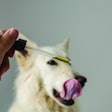 pet-with-cbd