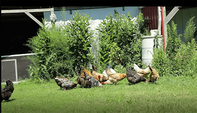 Representative pictures of virtual reality scenes shown in chickens’ pens during pilot study. The video images were projected on vinyl projector screens placed against each pen wall. (Melha Mellata | Iowa State University)