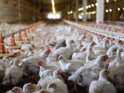 Poultry farm (aviary) full of white laying hen