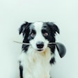 Dog-cooking-kitchen