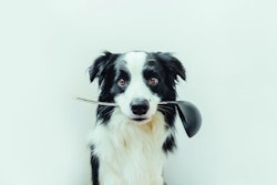 Dog-cooking-kitchen