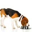 side view of beagle dog eating dog food isolated on white
