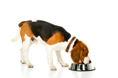 side view of beagle dog eating dog food isolated on white