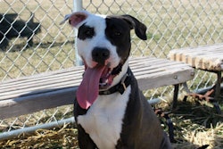Dog With Tounge Hanging Out