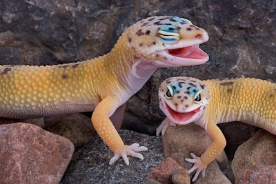 Two leopard geckos appear to be laughing together.