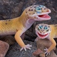 Two leopard geckos appear to be laughing together.