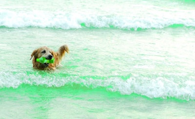 Golden dog collecting garbage in the sea