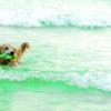 Golden dog collecting garbage in the sea