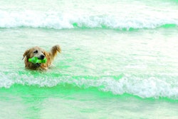 Dog Recycling Sustainability Concept